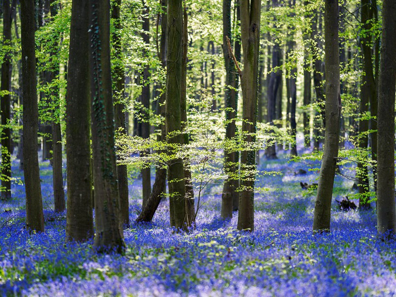 便作春江都是泪,流不尽,许多愁的意思出处赏析