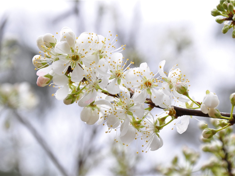 少壮能几时,鬓发各已苍的意思出处赏析