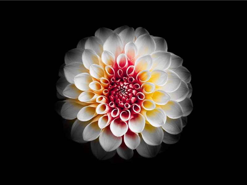 芙蓉老秋霜,团扇羞网尘出处意思赏析