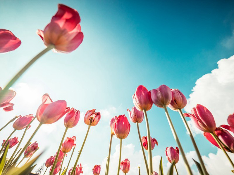 可惜狂风吹落后,殷红片片点莓苔出处意思赏析