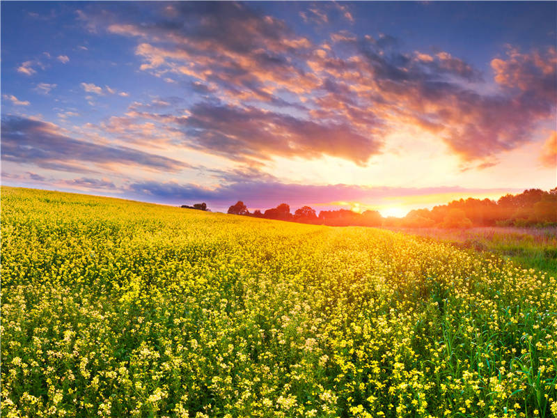 朔风吹散三更雪,倩魂犹恋桃花月出处意思赏析
