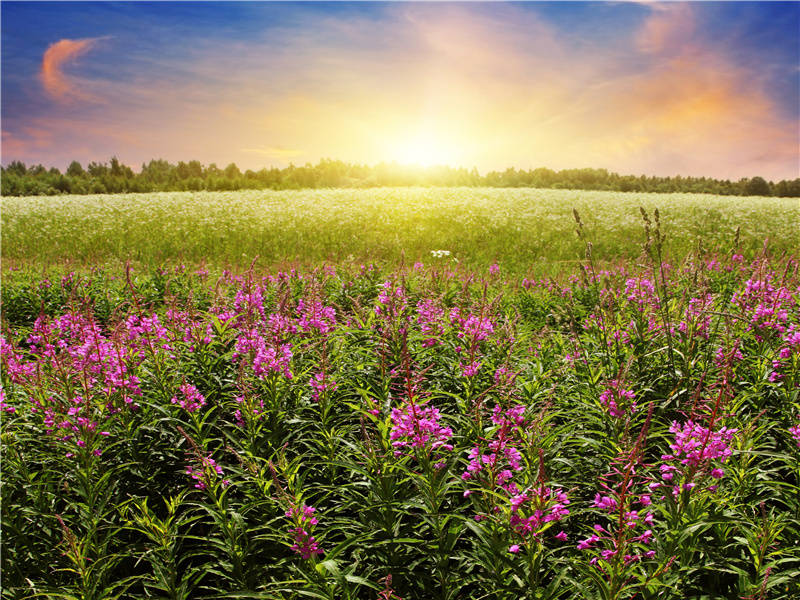 树木何萧瑟,北风声正悲出处翻译赏析