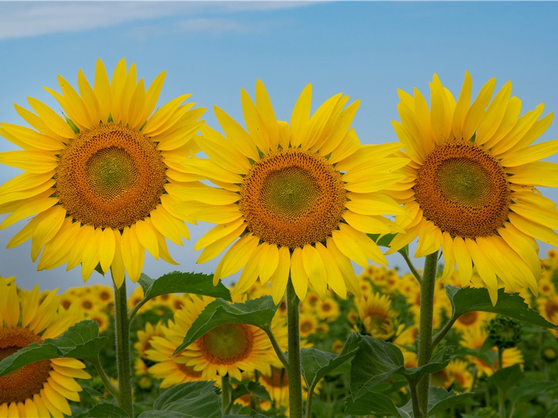 独自莫凭栏,无限江山,别时容易见时难出处意思赏析