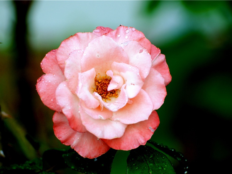 何当共剪西窗烛,却话巴山夜雨时出处意思赏析