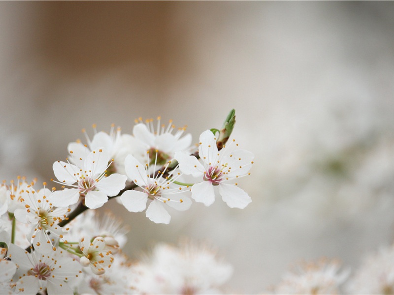 少小离家老大回,乡音无改鬓毛衰名句出处赏析故事