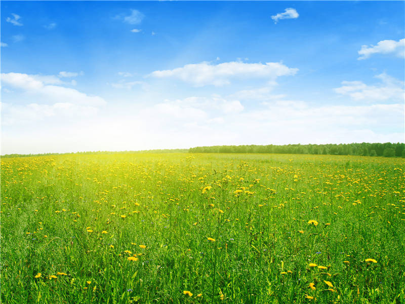 困倚危楼,过尽飞鸿字字愁的意思出处赏析