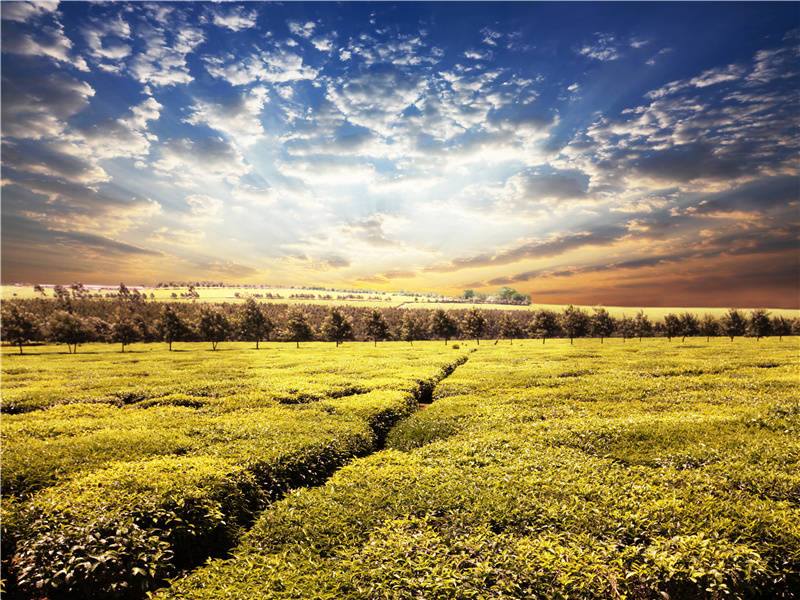 将军分虎竹,战士卧龙沙出处意思赏析