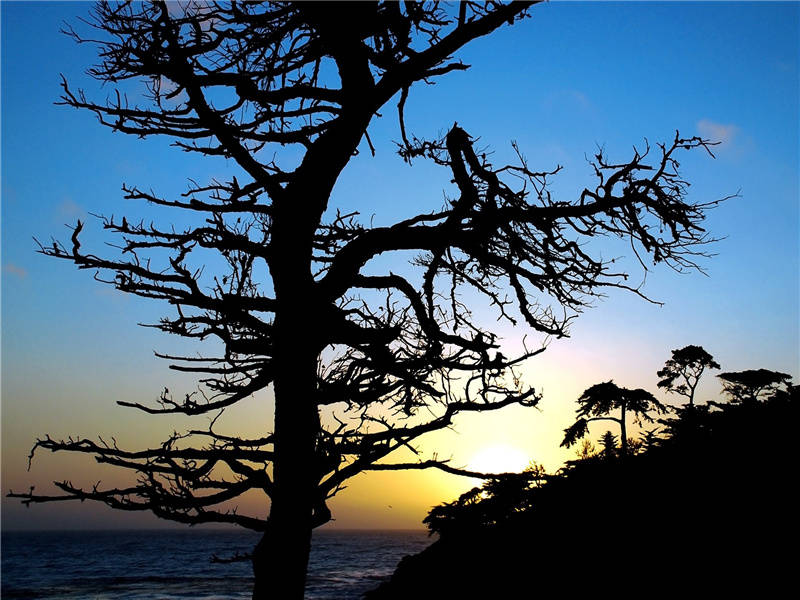 孤城背岭寒吹角,独树临江夜泊船出处意思赏析