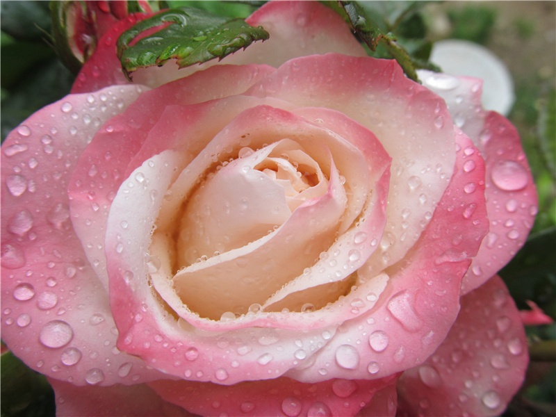 冉冉老将至,何时返故乡出处意思赏析