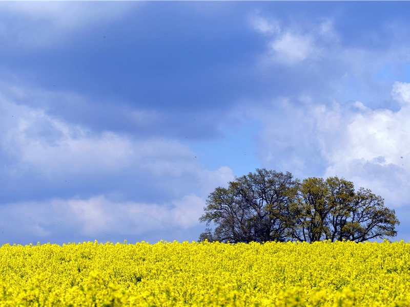 桃李与荆棘,霜降同夜萎出处意思赏析