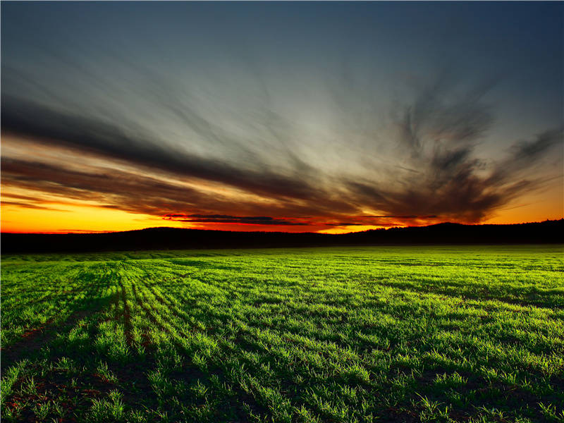 河出鸟宿后,萤火白露中出处意思赏析