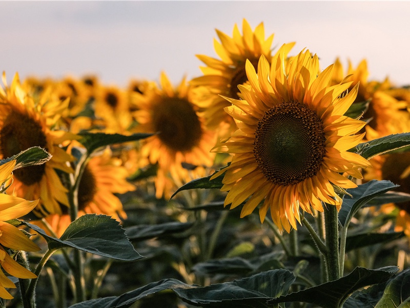 洛阳亲友如相问,一片冰心在玉壶出处意思赏析