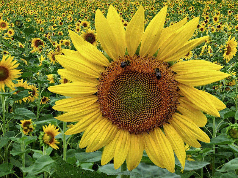 牵衣顿足拦道哭,哭声直上干云霄的出处意思赏析