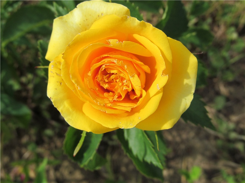 当君怀归日,是妾断肠时出处意思赏析