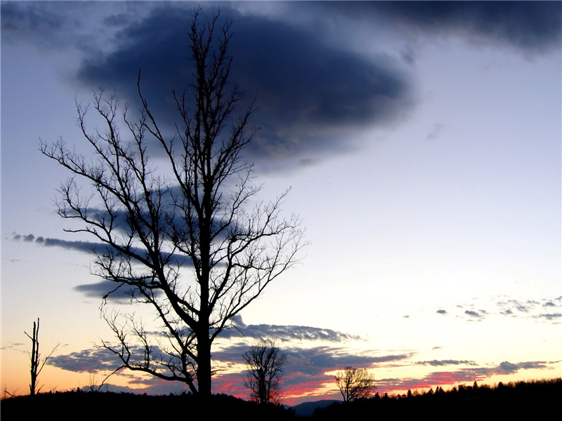明年十月东都破,御路犹存禄山过出处意思赏析
