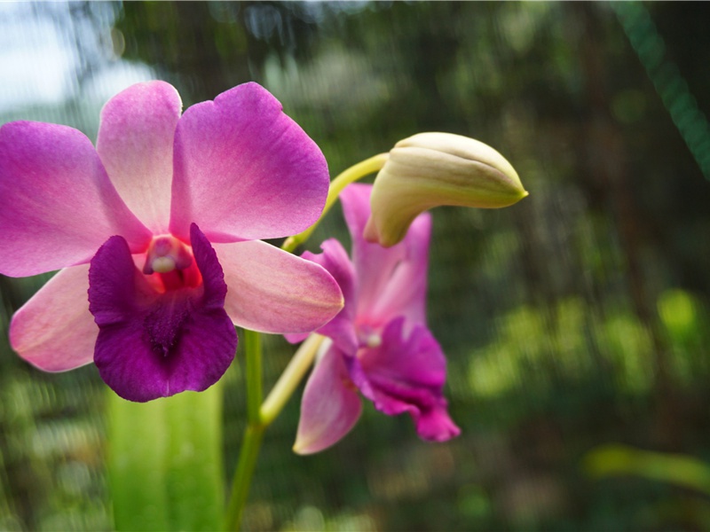 天寒翠袖薄,日暮倚修竹的意思出处赏析