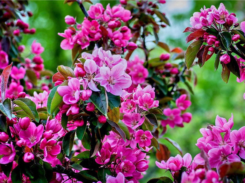 芳心向春尽,所得是沾衣名句出处赏析故事