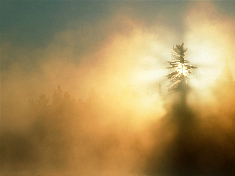 晓天谷雨晴时,翠罗护日轻烟里出处意思赏析