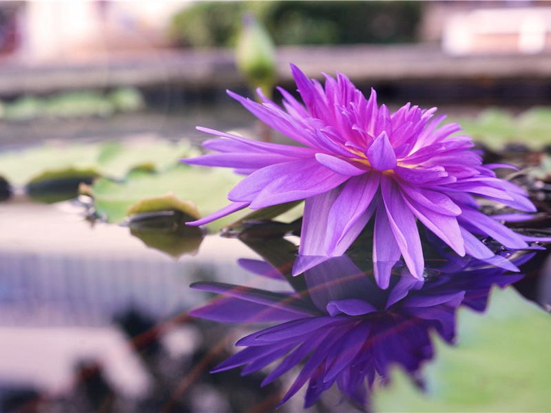 曾经沧海难为水,除却巫山不是云名句出处赏析故事