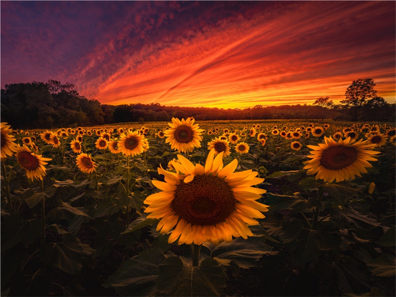 《郑风·女曰鸡鸣》《齐风·鸡鸣》司晨君之恨