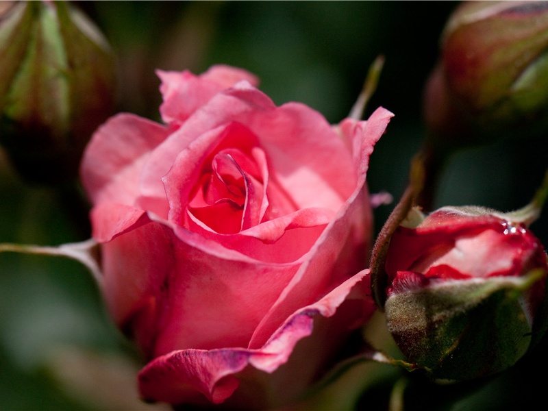 同是天涯沦落人,相逢何必曾相识名句出处赏析故事