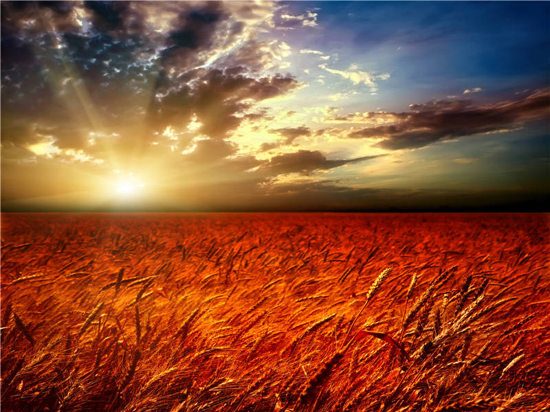 岂知秋禾登,贫窭有仓卒的意思出处赏析