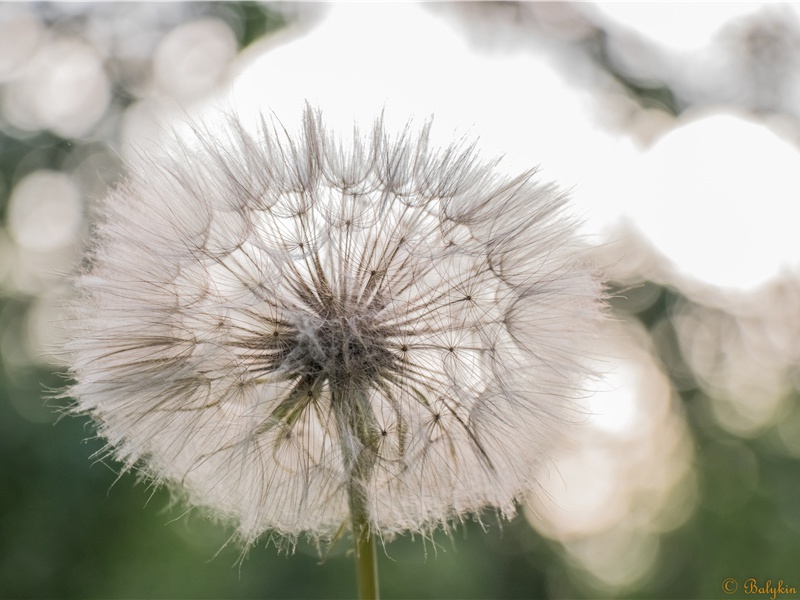 感时花溅泪,恨别鸟惊心名句出处赏析故事