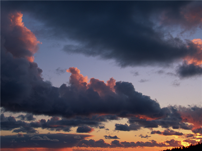 纤手折其枝,花落何飘扬出处意思赏析