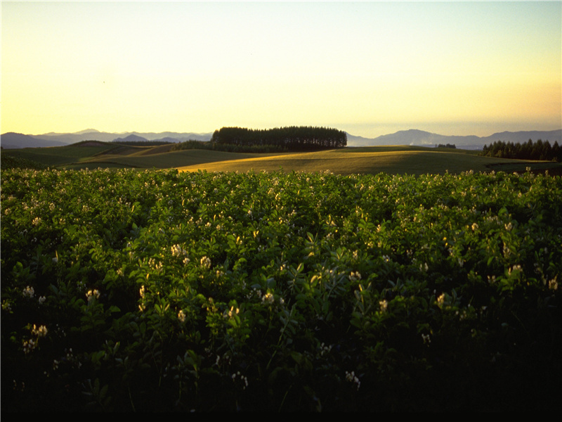 应是留春留不住,夜深风露也寒凄出处意思赏析