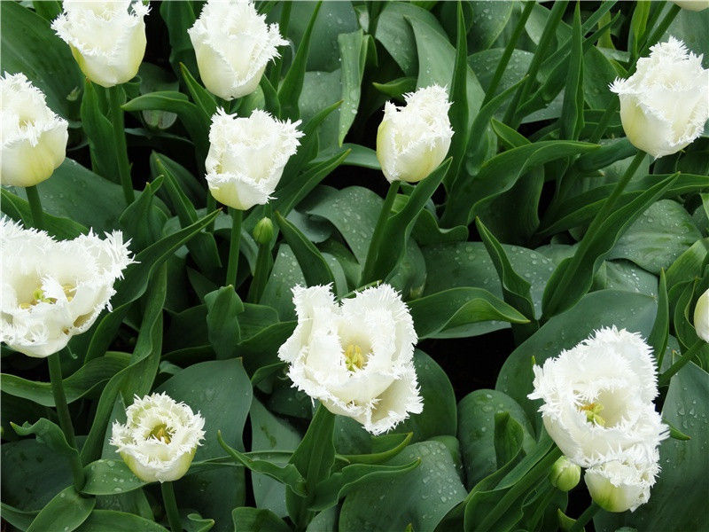 清水出芙蓉,天然去雕饰出处意思赏析