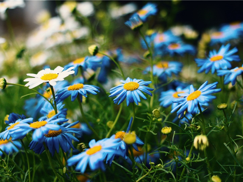 飘飘何所似?天地一沙鸥名句出处赏析故事