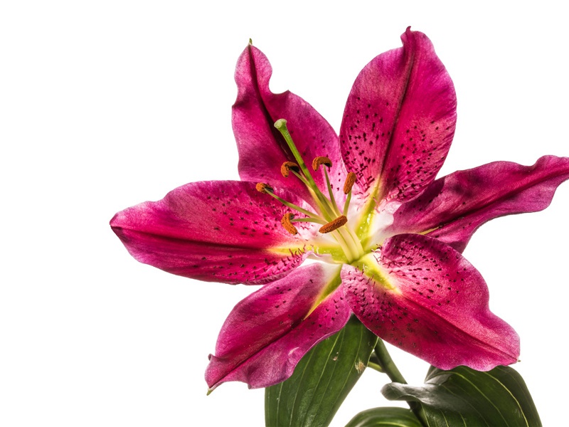 听妇前致词,三男邺城戍出处意思赏析