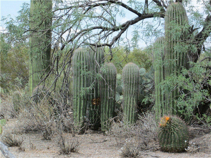 明月初濡寒露白,篱花似趁重阳黄出处意思赏析