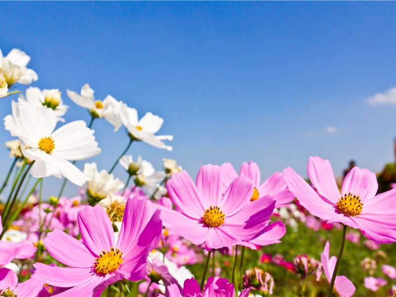 依倚孟尝君,自知能市义出处意思赏析-女皇男宠的“侠心”