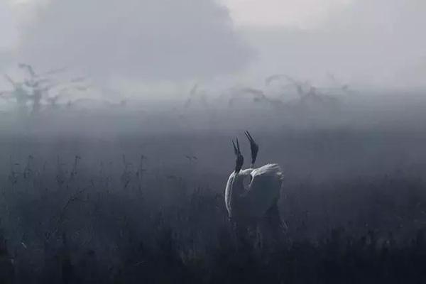 斋戒满夜戏招梦得原文注释译文赏析-白居易诗词-唐诗全集