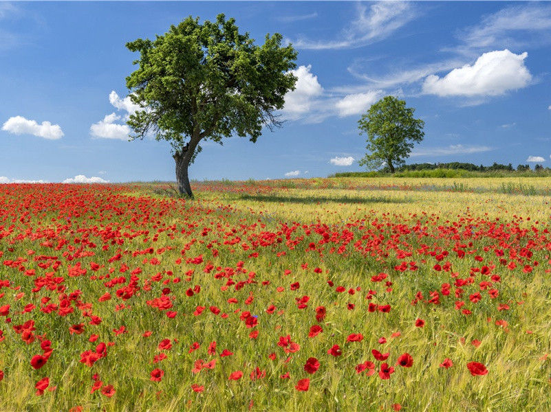 登高-原文注释翻译赏析杜甫古诗)