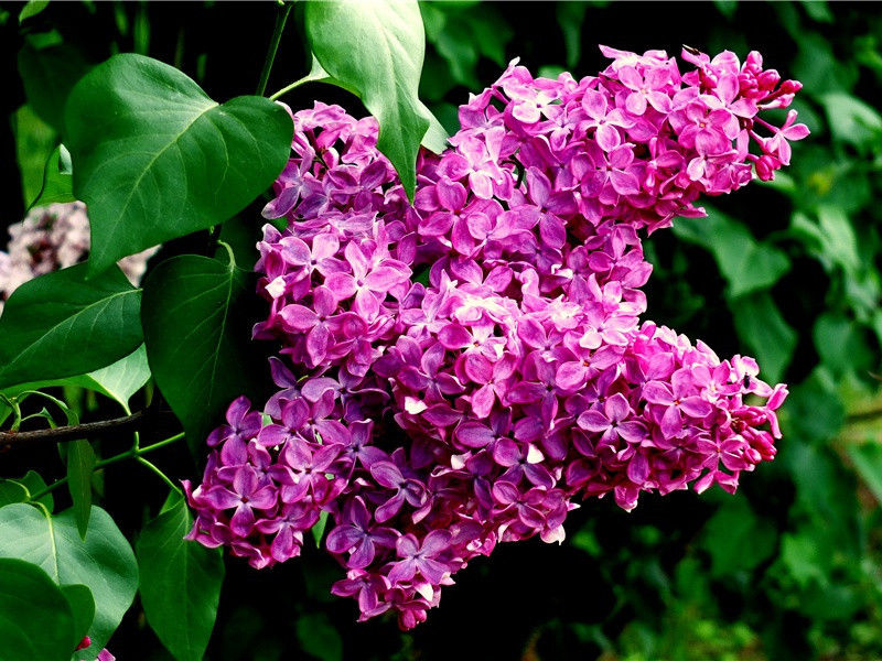 少小离家老大回,乡音无改鬓毛衰名句出处赏析故事