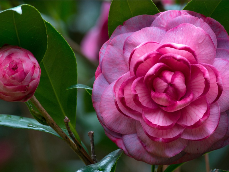 行人莫问当年事,故国东来渭水流出处翻译赏析