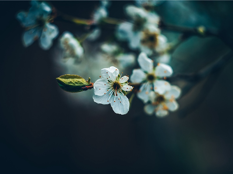 冠盖满京华,斯人独憔悴名句出处赏析故事