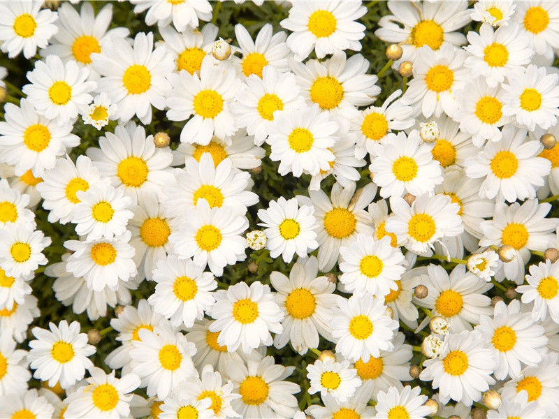 空囊-原文注释翻译赏析杜甫古诗)