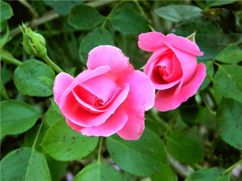 为人性僻耽佳句,语不惊人死不休出处意思赏析