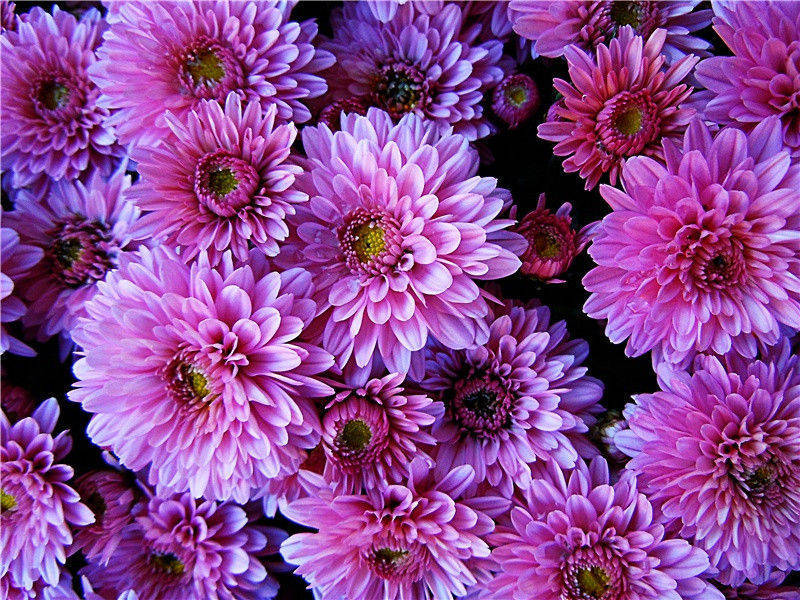 身无彩凤双飞翼,心有灵犀一点通名句出处赏析故事