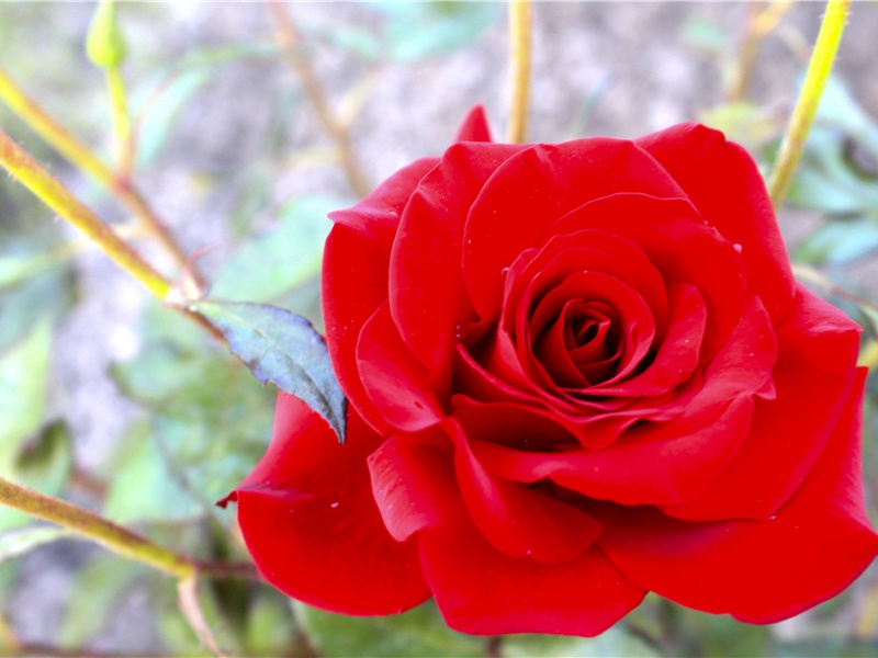 春心莫共花争发,一寸相思一寸灰名句出处赏析故事