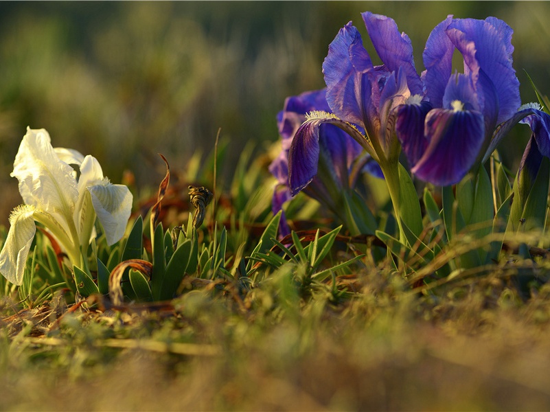 七绝·暮江吟-原文注释翻译赏析白居易古诗)