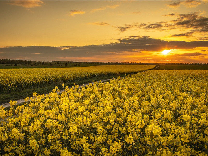 泪眼问花花不语,乱红飞过秋千去出处翻译赏析
