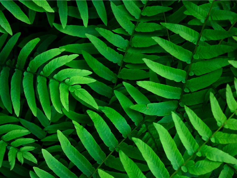 夜热依然午热同,开门小立月明中出处翻译赏析