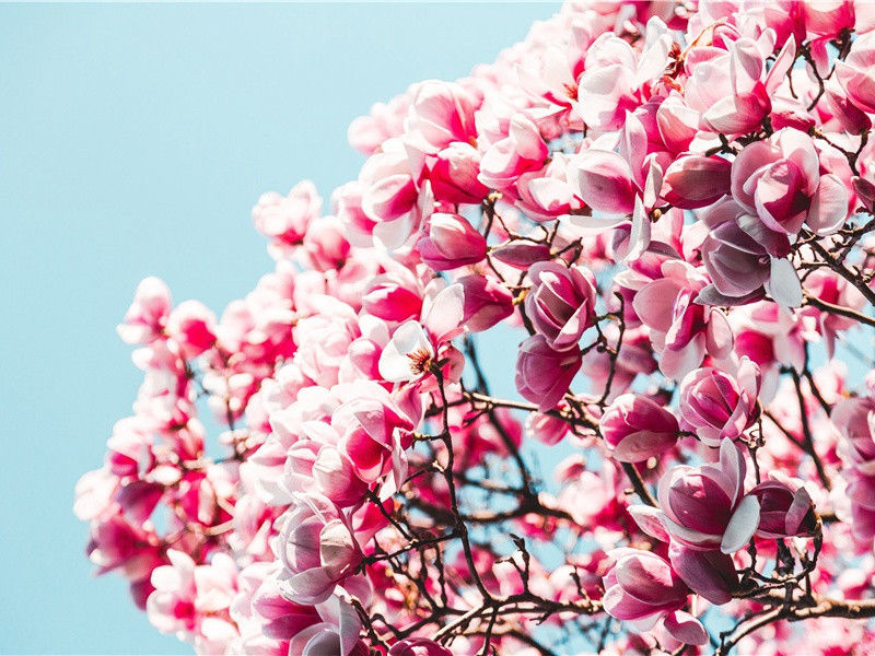 人生有情泪沾臆,江水江花岂终极名句出处赏析故事