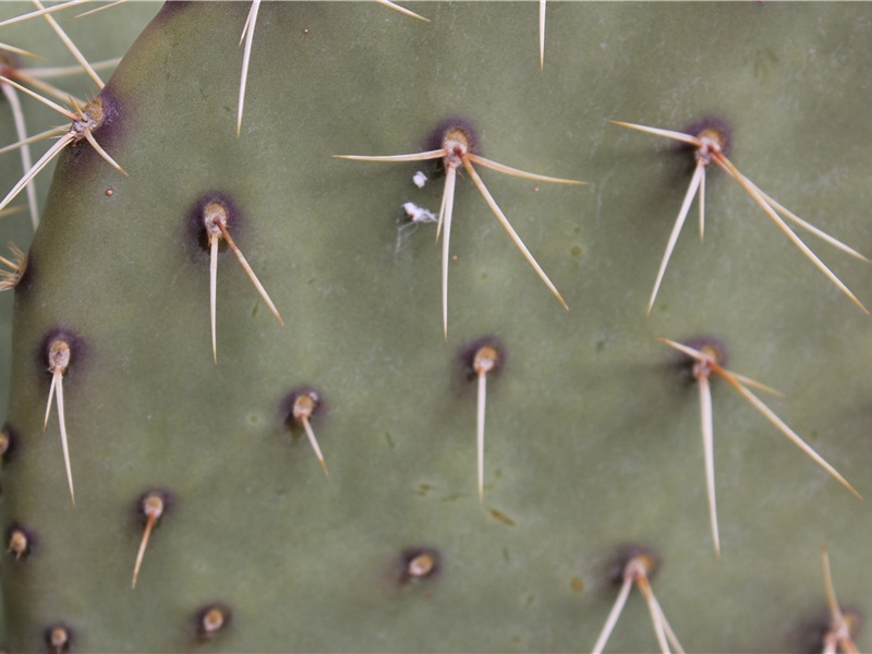 商女不知亡国恨,隔江犹唱后庭花名句出处赏析故事