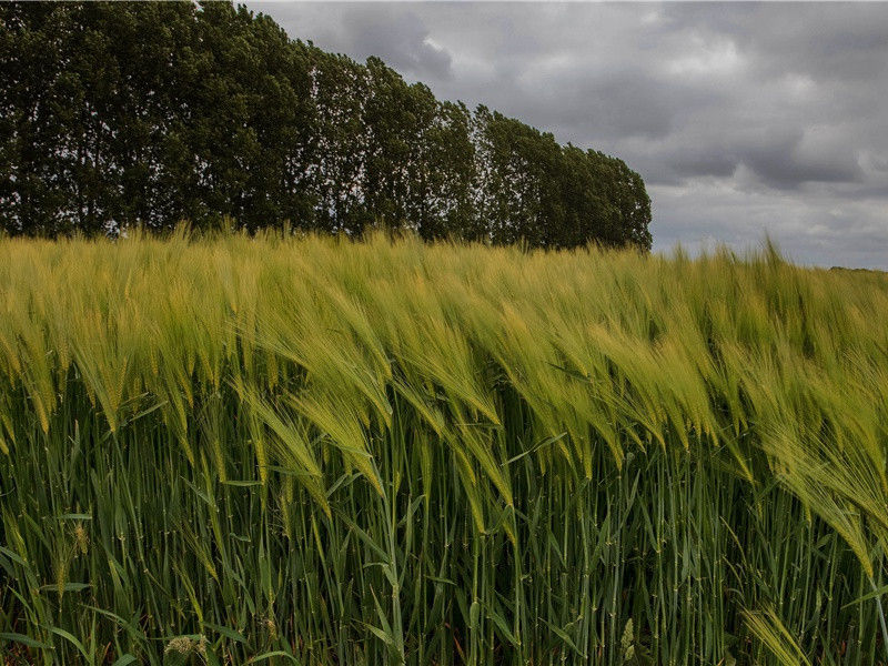 桐花半落时,复道正相思出处意思赏析