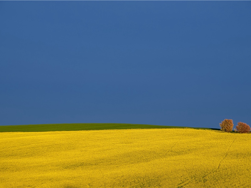 小楼一夜听春雨,深巷明朝卖杏花出处翻译赏析